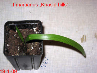 khasia